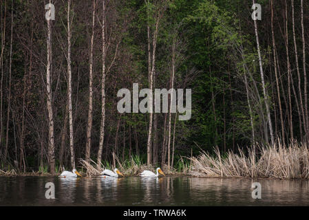 Pellicani bianchi, Pelecanus, sulle sponde di un lago in Elk Island National Park, Alberta, Canada Foto Stock