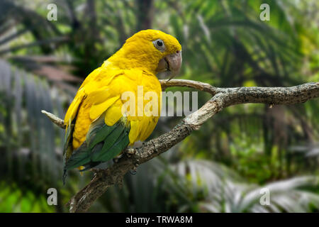 Golden parrocchetto / golden conure (Guaruba guarouba) arroccato nella struttura ad albero, Neotropical parrot nativo per il bacino amazzonico degli interni nel nord del Brasile Foto Stock