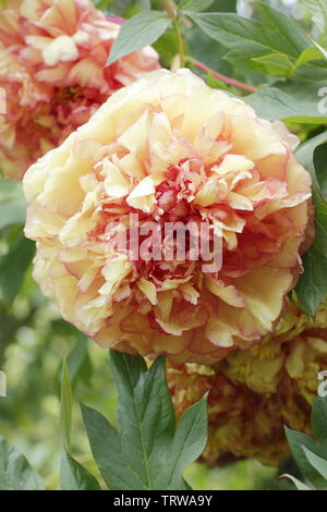 Paeonia × lemoinei 'souvenir de Maxime Cornu". Grande doppia fragranti fiori di peonia 'souvenir de Maxime Cornu' Foto Stock