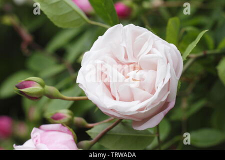 Rosa 'Champneys Cluster rosa' fragrante, rosa rampicante fioritura verso la fine di maggio Foto Stock