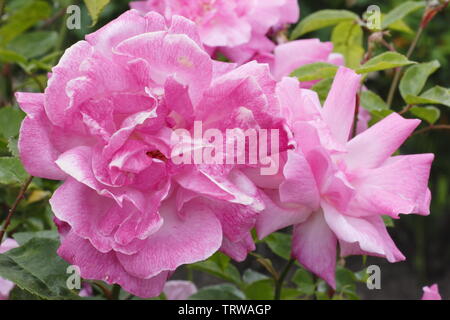 Rosa Antica Cina arrossire rose, chiamato anche "Parsons Rosa Cina' fioritura in Maggio Foto Stock