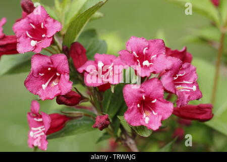 Weigela "Eva" suprema fioritura verso la fine di maggio - REGNO UNITO Foto Stock