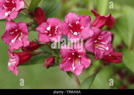 Weigela "Eva" suprema fioritura verso la fine di maggio - REGNO UNITO Foto Stock