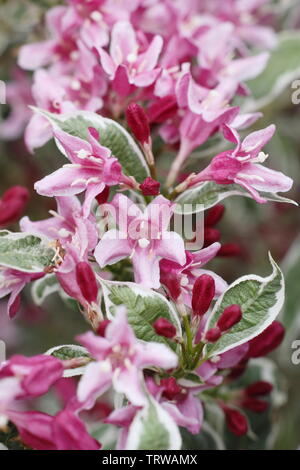 Weigela 'Florida variegata' Foto Stock