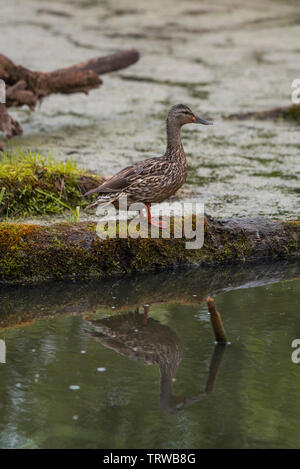 Femmina Mallard duck, Anas platyrhynchos, che si riflette in un stagno, Elk Island National Park, Alberta, Canada Foto Stock