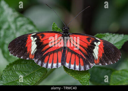 Tasto di pianoforte Butterfly Foto Stock