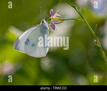 Cavolo Butterfly Foto Stock