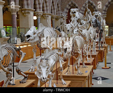 Un display di scheletri di animali estinti presso la Oxford del Museo di Storia Naturale Foto Stock