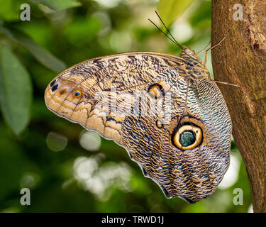 Giallo-refilato gigante farfalla Civetta Foto Stock