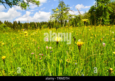 Colorati prati fioriti in estate. Foto Stock