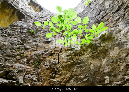 Concetto di superstite. Piccolo albero la crescita sul muro di pietra. Foto Stock