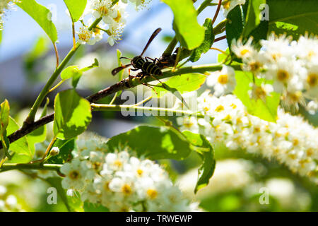 Bee alimentarsi di fiori in primavera Foto Stock