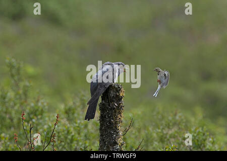 Prato-pipit Anthus pratensis difende è il sito di nidificazione da maschio canorus Cuckoo-Cuculus. Foto Stock