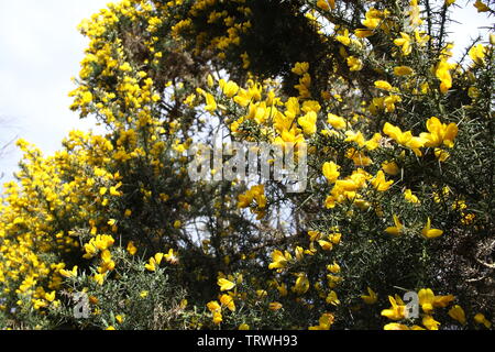 Fioritura gialla ginestra sulla spiaggia vicino a Brodick, Isle of Arran, Sotland, Regno Unito Foto Stock