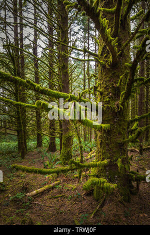 Alberi a Capo Sebastian membro Scenic Corridoio, un parco statale negli Stati Uniti stato dell'Oregon, gestiti dalla Oregon Parchi e Ricreazione dipartimento. Foto Stock