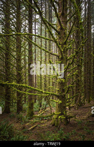 Alberi a Capo Sebastian membro Scenic Corridoio, un parco statale negli Stati Uniti stato dell'Oregon, gestiti dalla Oregon Parchi e Ricreazione dipartimento. Foto Stock