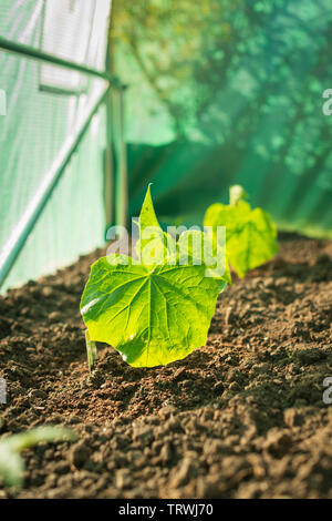 Giovani piante cuumber -cucurbitacee, piantato in polytunnel , a metà maggio. Regno Unito, Surrey Foto Stock