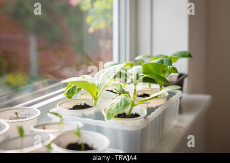 UK-la germinazione e la crescita di piante di zucca (Cucurbita pepo) sul windowsil Foto Stock