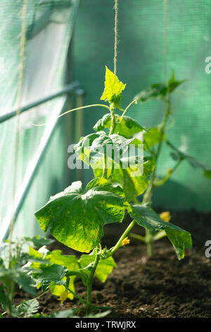 Regno Unito, Surrey,crescere i cetrioli in polytunnel-Cucumis sativus Foto Stock