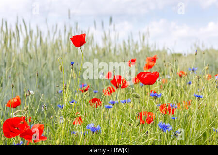 Campo di blu e rosso fiori selvatici, Lussemburgo Foto Stock