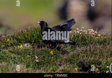 Il Gracchio, (Pyrrhocorax pyrrhocorax) Foto Stock