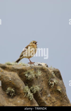 Prato, pipit Anthus pratensis, fotografata accanto al faro Tarbatness nelle Highlands della Scozia. Foto Stock