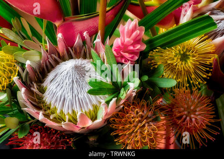 Close up principalmente Protea fiori. Mauai, Hawaii Foto Stock