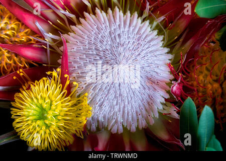 Close up principalmente Protea fiori. Mauai, Hawaii Foto Stock