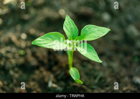 Piccolo chili pepper plant piantati nel suolo - fine maggio- Capsicum annuum Foto Stock