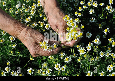 Primo piano delle mani della donna senior, picking fioritura camomilla fiori di campo (Matricaria chamomilla) - fiori omeopatico Foto Stock