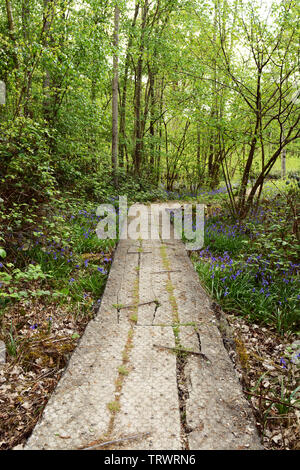 Lungo asse di legno sentiero conduce nel rigoglioso bosco in primavera. Linea Bluebells il sentiero tra alberi che entrano in foglia. Foto Stock