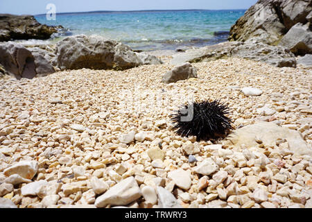 Spiaggia ghiaiosa con il nero dei ricci di mare su di esso su una soleggiata giornata estiva Foto Stock