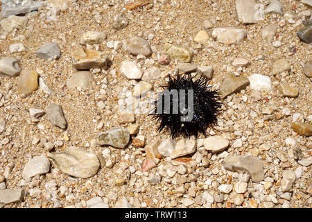 Viola ricci di mare Echinoidea inondate su una spiaggia di ciottoli su una soleggiata giornata estiva Foto Stock