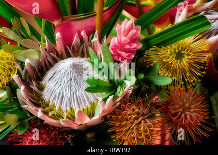 Close up principalmente Protea fiori. Mauai, Hawaii Foto Stock