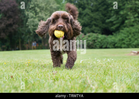 Un maschio marrone cockerpoo portando indietro la sua palla nel parco. Foto Stock