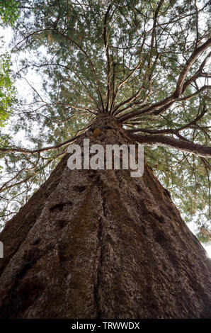 Guardando verso il cielo dalla base di Redwood Sequoiadendron giganteum albero nel Parco Giardino di Sheffield. Foto Stock