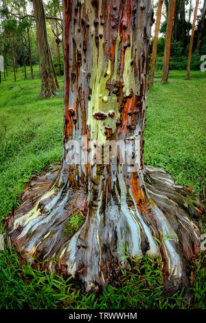 Dipinto di eucalipto. Keahua Arboretum. Kauai, Hawaii Foto Stock
