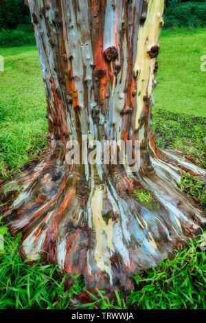 Dipinto di eucalipto. Keahua Arboretum. Kauai, Hawaii Foto Stock
