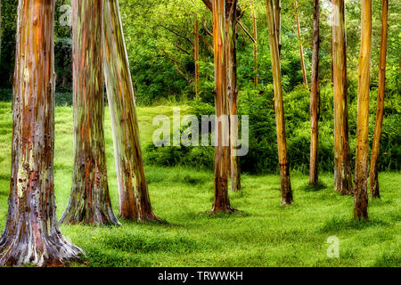 Dipinto di alberi di eucalipto. Keahua Arboretum. Kauai, Hawaii Foto Stock