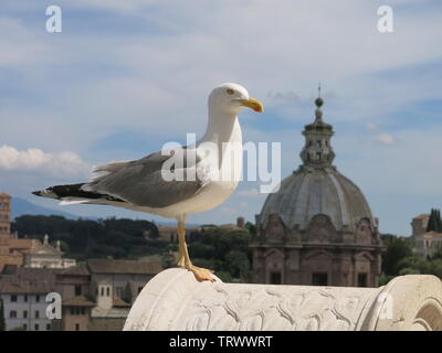 Un gabbiano sondaggi la vista panoramica nel centro di Roma dove dal suo punto di osservazione, si può ammirare la cupola di una chiesa vicina. Foto Stock