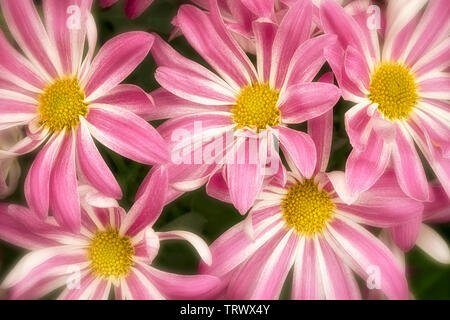 Close up di crisantemo fiori. Oregon Foto Stock