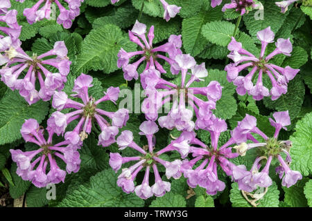 Big Betony Betonica macrantha 'Superba' Foto Stock