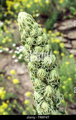 Densa Molène Mullein densiflorum, fiore spike Foto Stock