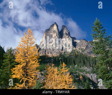 Stati Uniti d'America, Washington, Okanogan-Wenatchee National Forest, larice alpino display a colori di caduta al di sotto di inizio inverno guglie; vicino a Washington Pass. Foto Stock