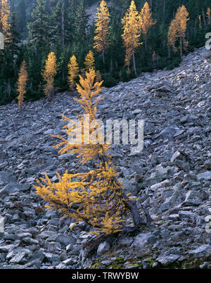 Stati Uniti d'America, Washington, Okanogan-Wenatchee National Forest, Alpine larice (Larix lyallii) visualizzare il colore di autunno vicino a Washington Pass. Foto Stock