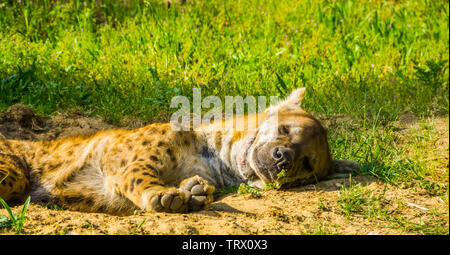 Closeup ritratto di un spotted hyena dormire a terra, cane selvatico dal deserto dell Africa Foto Stock