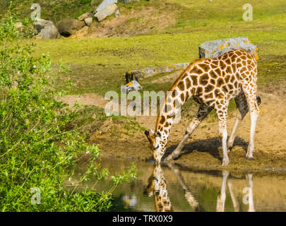 Nubian giraffe in piedi sul lato acqua di bere un po' d'acqua, specie gravemente minacciate specie animale dall'Africa Foto Stock