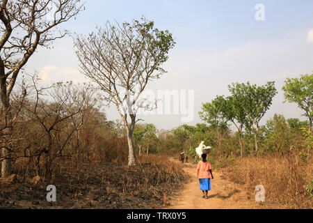 Porter des disposizioni sur la tête. Datcha Attikpayé. Il Togo. Afrique de l'Ouest. Foto Stock