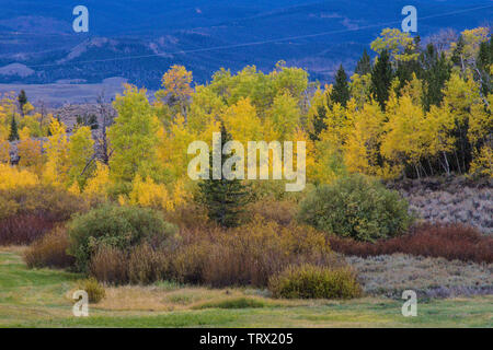 Fogliame autunnale aspen alberi, Absaroka Ranch, Wyoming. Foto Stock