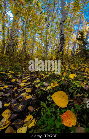 Fogliame autunnale aspen alberi, Absaroka Ranch, Wyoming. Foto Stock